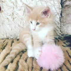 Gatitos Disponibles Vacheron Bosques de Noruega