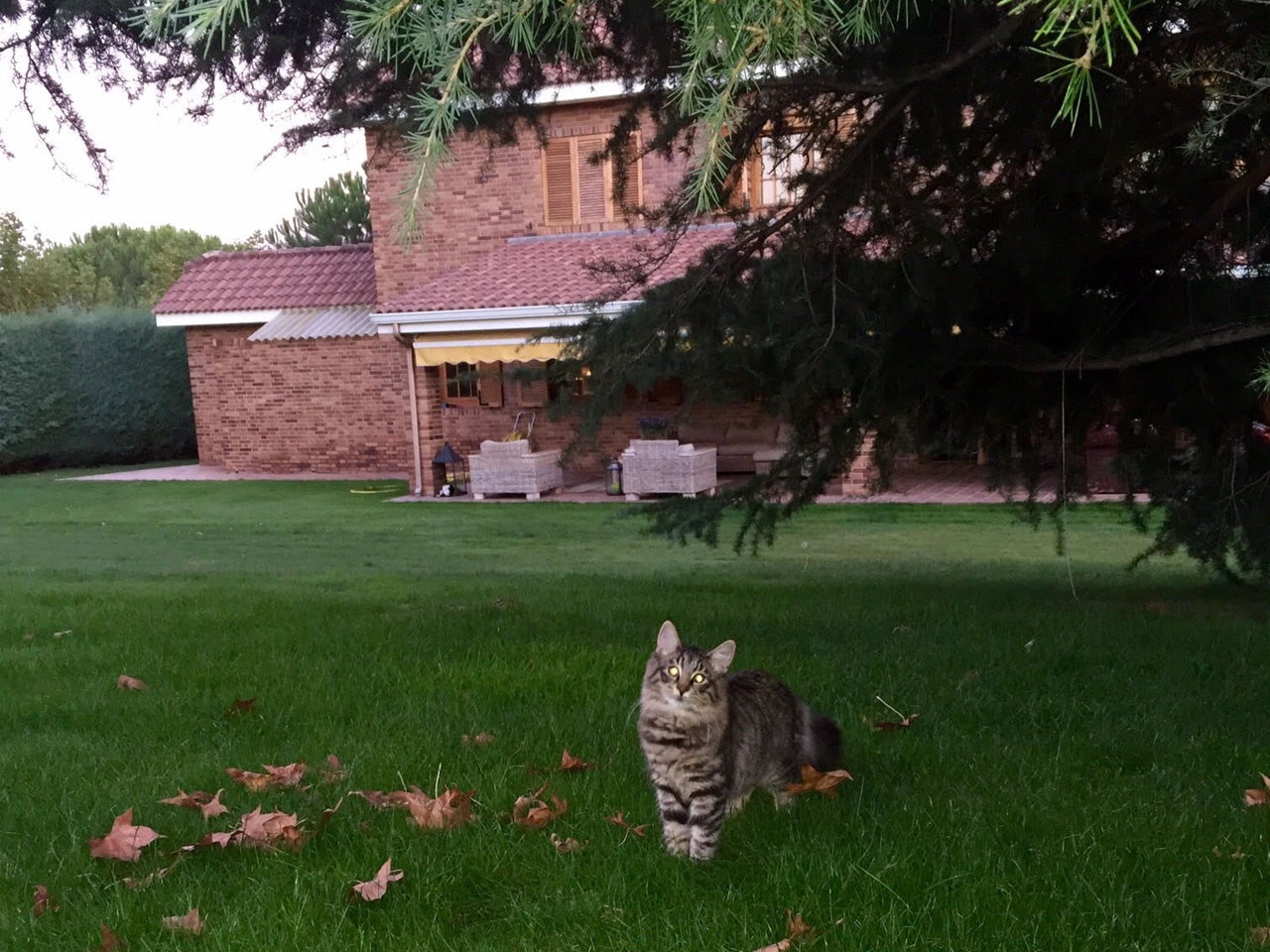 Gatos Bosques de Noruega Vacheron