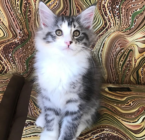 Amulette de Vacheron - Gatitos Bosques de Noruega