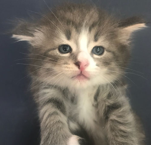 CHARM FOREVER de Vacheron - Gatitos Bosques de Noruega