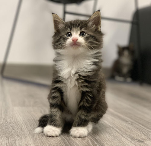 DRAGON NIGHTS de Vacheron - Gatitos Bosques de Noruega