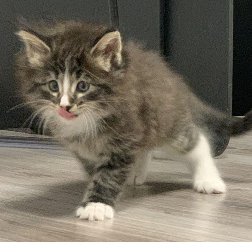 ICONIC de Vacheron - Gatitos Bosques de Noruega