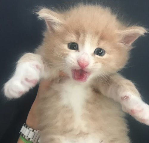 KARMA BEADS de Vacheron - Gatitos Bosques de Noruega