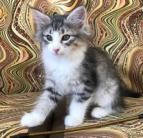 Love de Vacheron - Gatitos Bosques de Noruega