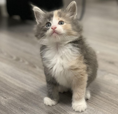 MINI CHAKRA de Vacheron - Gatitos Bosques de Noruega