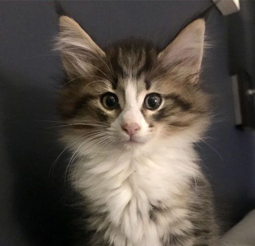 OCEAN STARS de Vacheron - Gatitos Bosques de Noruega