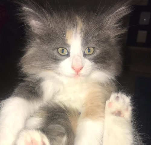 RIVIERA de Vacheron - Gatitos Bosques de Noruega