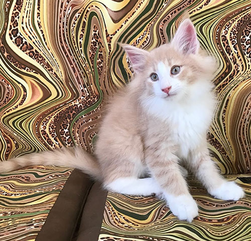 Santos Dumont de Vacheron - Gatitos Bosques de Noruega