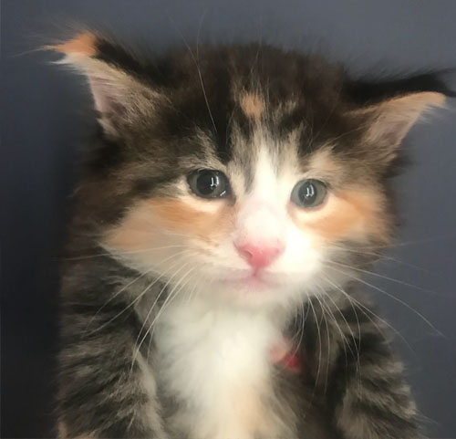 SWEET DIAMONDS de Vacheron - Gatitos Bosques de Noruega