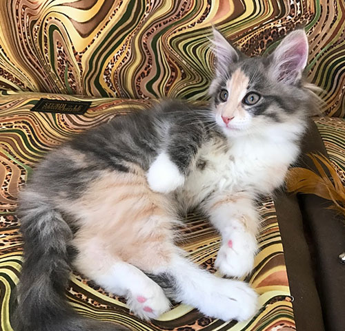 Trinity de Vacheron - Gatitos Bosques de Noruega