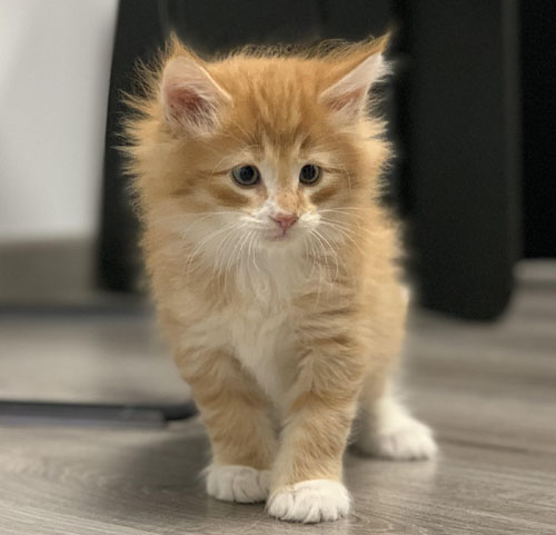 TROPICAL de Vacheron - Gatitos Bosques de Noruega