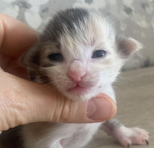 ZORA de Vacheron - Gatitos Bosques de Noruega