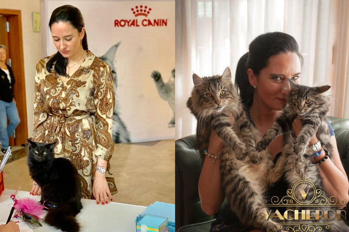 Criadero Vacheron Gatos Bosques de Noruega