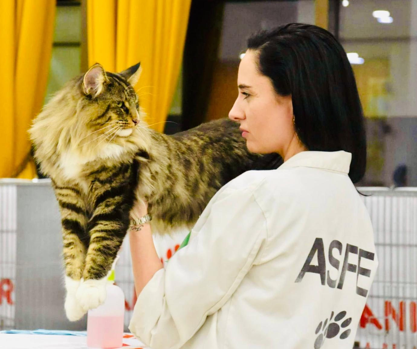 Criadero Vacheron Gatos Bosques de Noruega