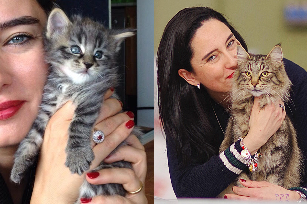 Gatos Bosques de Noruega Vacheron www.catteryvacheron.com