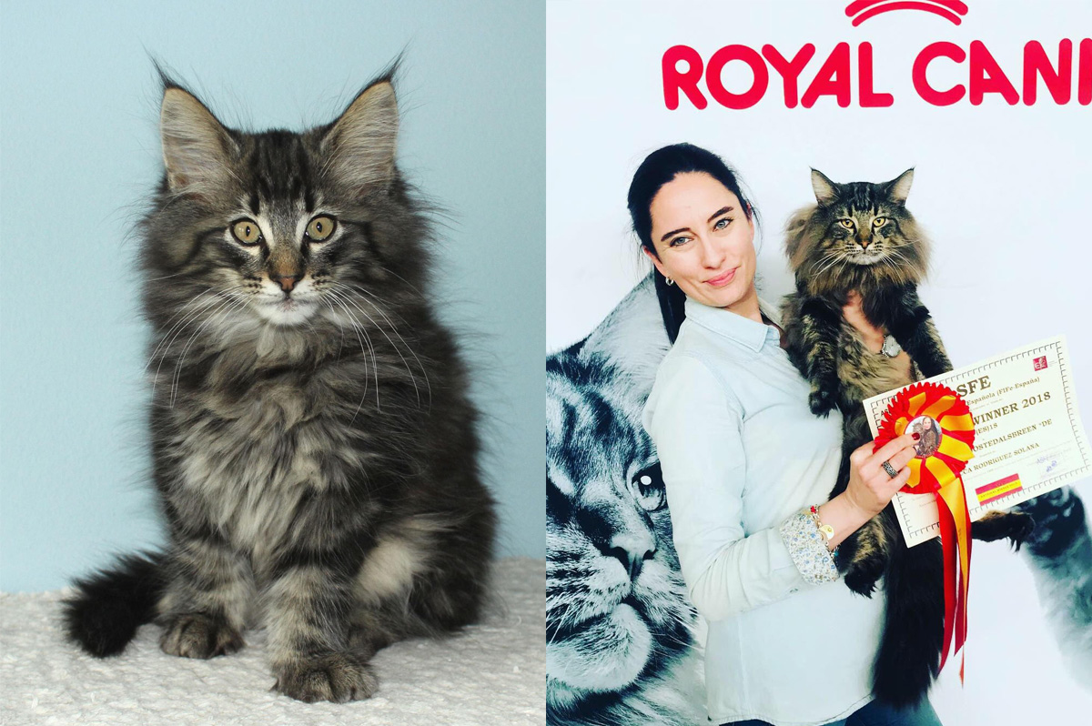 Gatos Bosques de Noruega Vacheron www.catteryvacheron.com