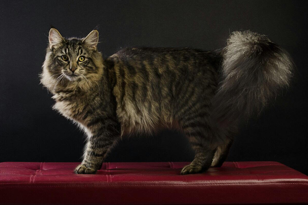 Gatos Bosques de Noruega Vacheron www.catteryvacheron.com