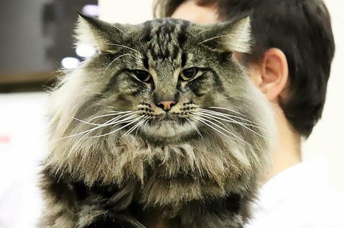 Gatos Bosques de Noruega Vacheron www.catteryvacheron.com