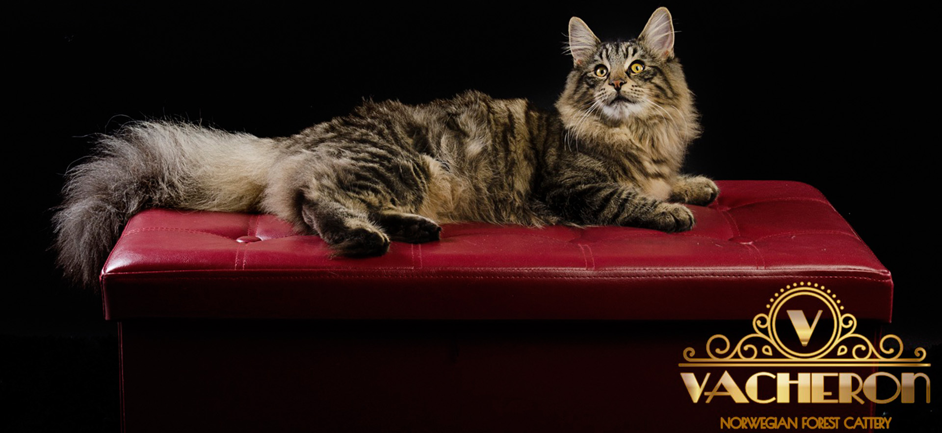 Criadero Vacheron - Gatos de los Bosques de Noruega