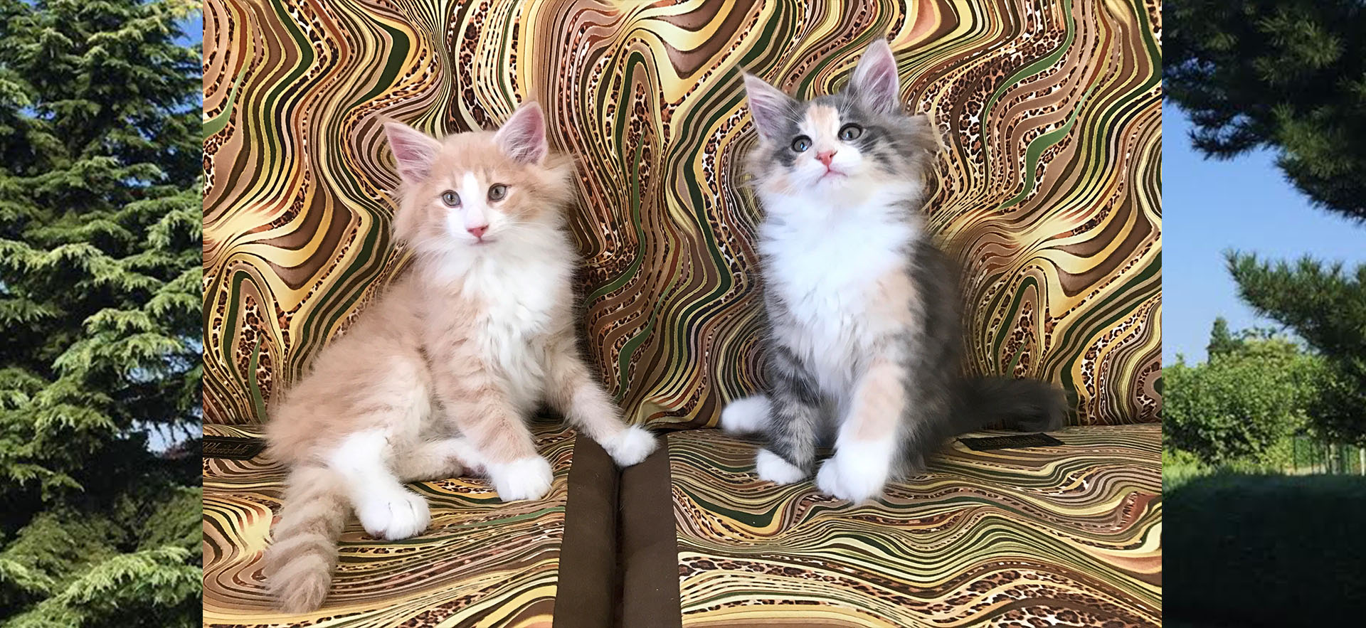 Criadero Vacheron - Gatos de los Bosques de Noruega