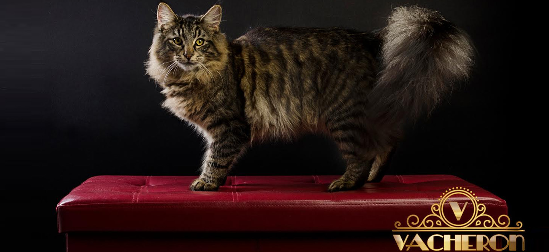 Criadero Vacheron - Gatos de los Bosques de Noruega